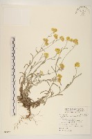 鼠麴草藏品圖，第1張