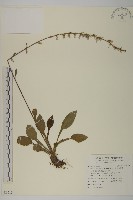 台灣鬼督郵藏品圖，第1張