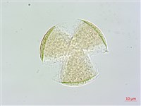 台灣鬼督郵藏品圖，第3張