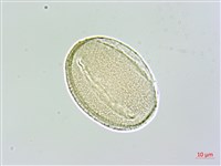 台灣鬼督郵藏品圖，第4張