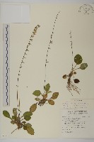 臺灣鬼督郵藏品圖，第1張