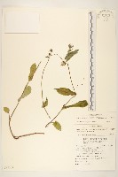 苦滇菜、苦菜藏品圖，第1張