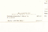 鵝仔草藏品圖，第3張