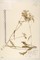 刀傷草藏品圖，第1張