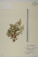 玉山抱莖籟簫藏品圖，第1張