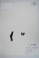 穗花蛇菰藏品圖，第1張