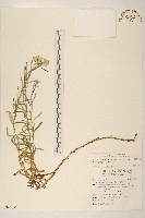 鼠麴草藏品圖，第1張