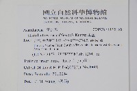 曲莖馬藍藏品圖，第2張