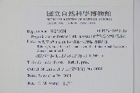 四季海棠、洋秋海棠藏品圖，第2張