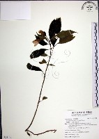 角桐草、台灣半蒴苣苔藏品圖，第1張