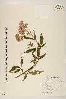 台灣澤蘭藏品圖，第1張