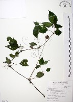長梗盤花麻藏品圖，第1張