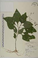 下田菊藏品圖，第1張