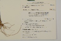 下田菊藏品圖，第2張