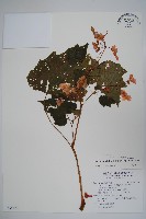 裂葉秋海棠藏品圖，第1張