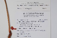 裂葉秋海棠藏品圖，第2張