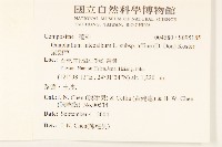 鼠麴草藏品圖，第2張