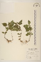 小米菊藏品圖，第1張