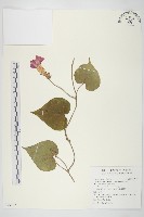 銳葉牽牛藏品圖，第1張