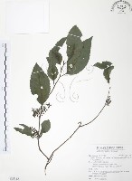 台灣山桂花藏品圖，第1張
