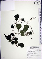 漢氏山葡萄藏品圖，第1張