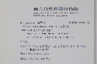 高山倒提壺藏品圖，第2張