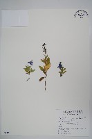 高山沙參藏品圖，第1張