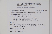 高山沙參藏品圖，第2張