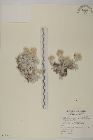 尼泊爾籟簫藏品圖，第1張