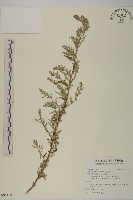 南艾蒿藏品圖，第1張