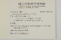 南艾蒿藏品圖，第2張