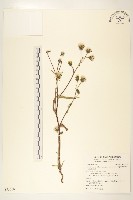 玉山毛蓮菜藏品圖，第1張