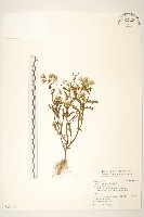 歐洲黃菀藏品圖，第1張