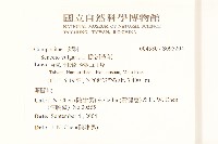 歐洲黃菀藏品圖，第2張