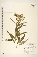 黃菀藏品圖，第1張