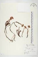 玉山佛甲草藏品圖，第1張
