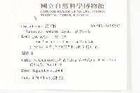 玉山佛甲草藏品圖，第2張