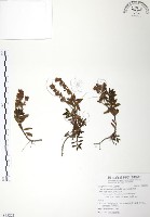 玉山水苦賈藏品圖，第1張
