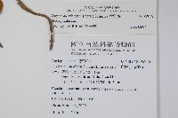 武靴藤藏品圖，第2張