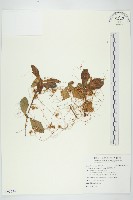 平原菟絲子藏品圖，第1張