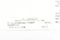 平原菟絲子藏品圖，第3張