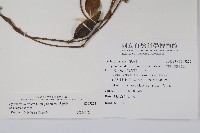 武靴藤藏品圖，第2張