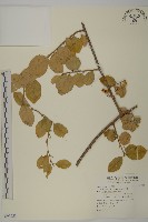 南華南蛇藤，青江藤藏品圖，第1張
