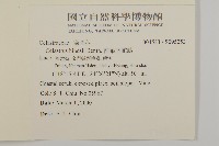 南華南蛇藤，青江藤藏品圖，第2張