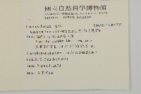 白苞猩猩草藏品圖，第2張