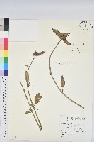 白苞猩猩草藏品圖，第3張