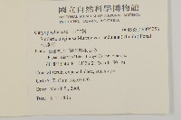 天蓬草藏品圖，第2張