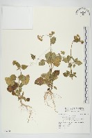 霍香薊藏品圖，第1張