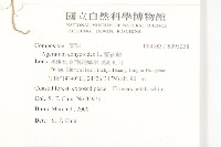 霍香薊藏品圖，第2張