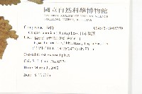 日本假蓬藏品圖，第2張